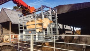 Cattle Products