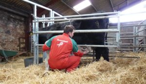 Calf Equipment