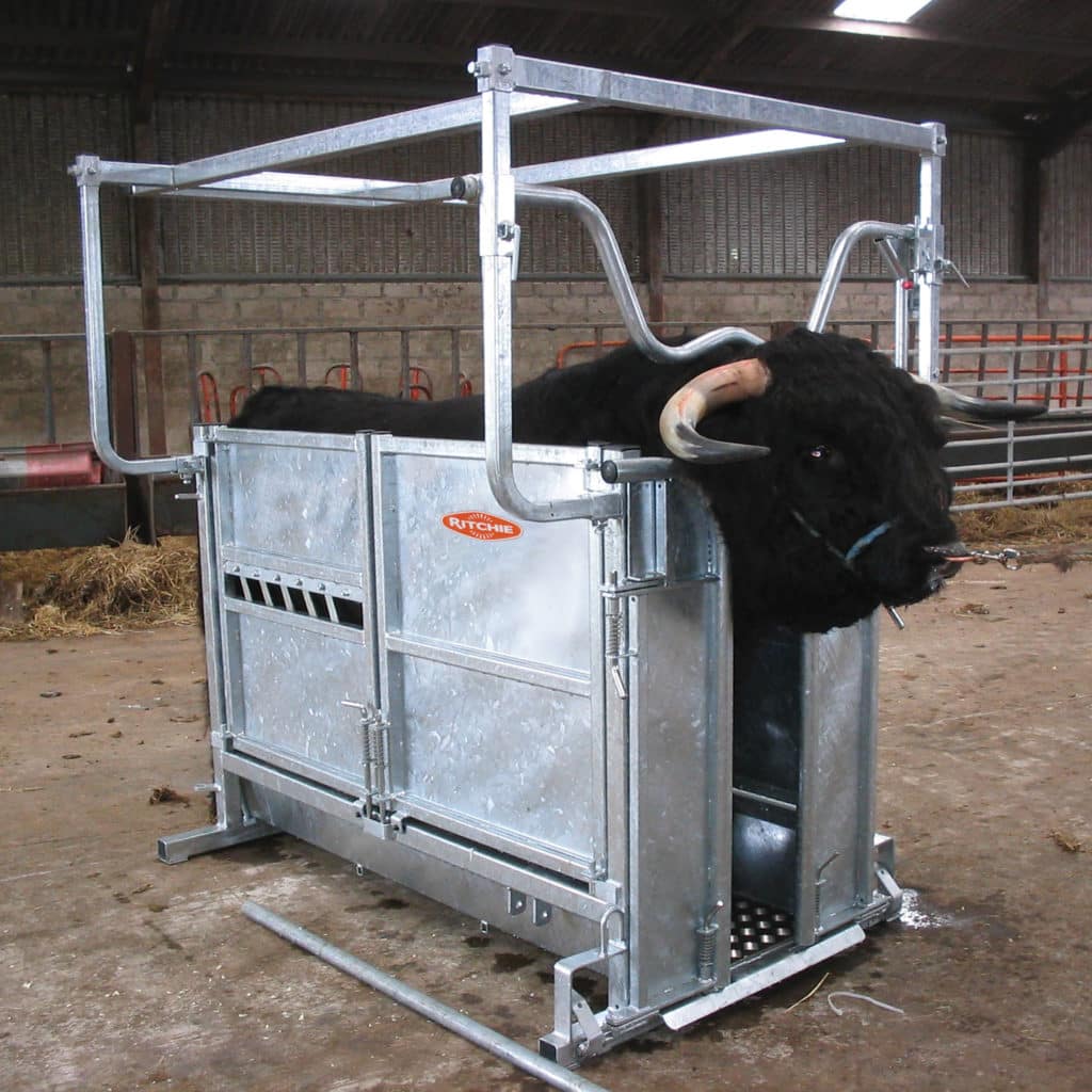 Highland Cattle Handling Crate Ritchie Agricultural