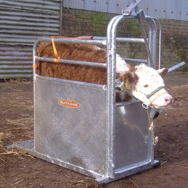 Calf Dehorning Crate