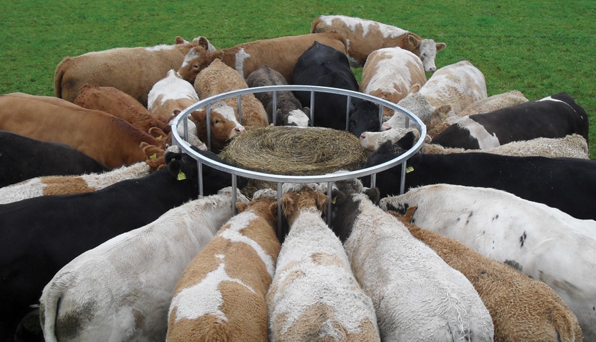 Cattle Feeding Ritchie