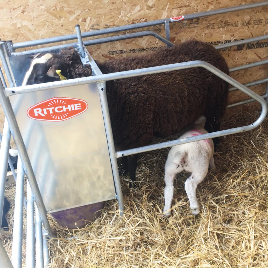 Lamb Adopter Ritchie