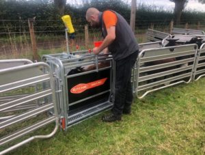 Sheep and Lamb Weighing