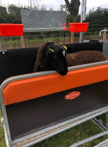 Reduced Height Cushion for Lambs