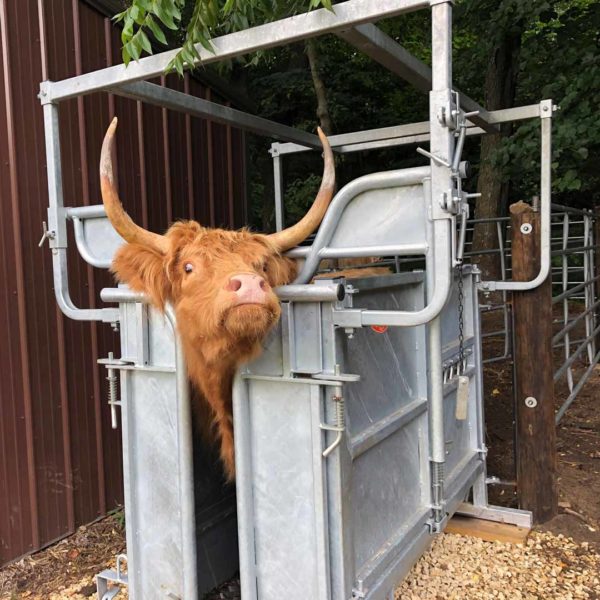 Highland Cattle Handling Crate