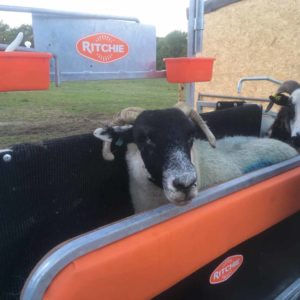 Reduced Height Cushion for Lambs