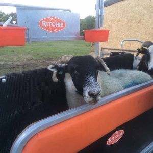 Reduced Height Cushion for Lambs