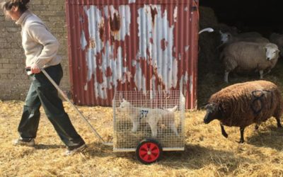 The stress reducing Lambing product must have! LamPram