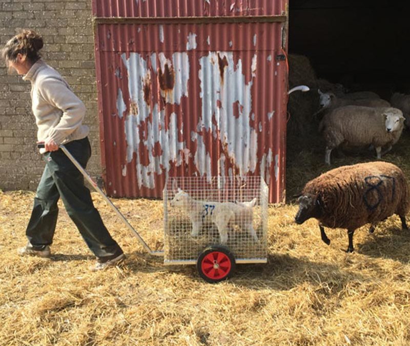 The stress reducing Lambing product must have! LamPram
