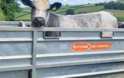 Regularly weighing beef cattle is the solution…