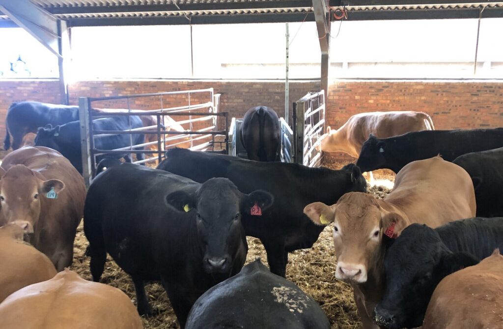 group of cattle facing towards camera in a barn with a cow on the beef monitor in the background