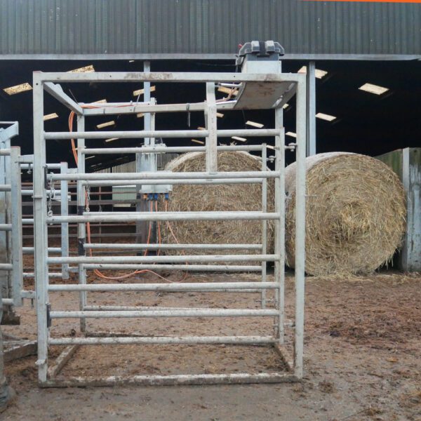 3-Way Cattle Drafting Gate - Image 4