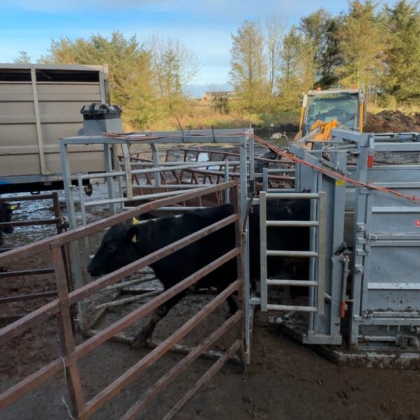3-Way Cattle Drafting Gate - Image 5