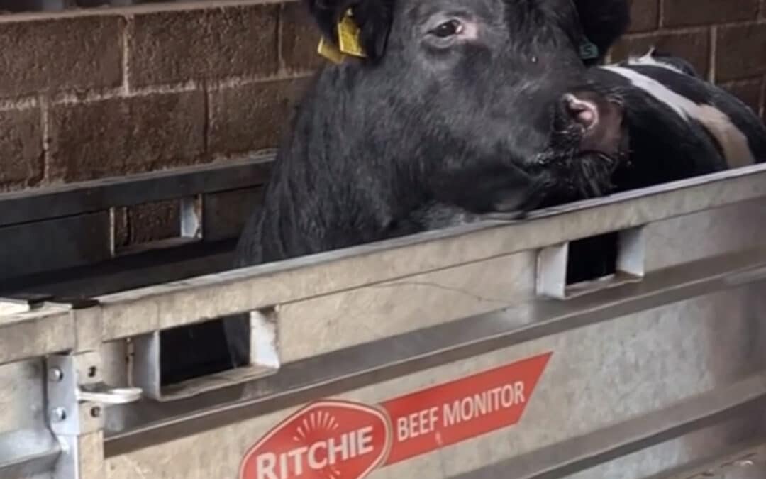 A Smarter ‘Weigh’ to Monitor: The BM3000 Weighing Cattle